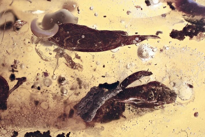 Detailed Fossil Beetle and Two Ants in Baltic Amber #335658